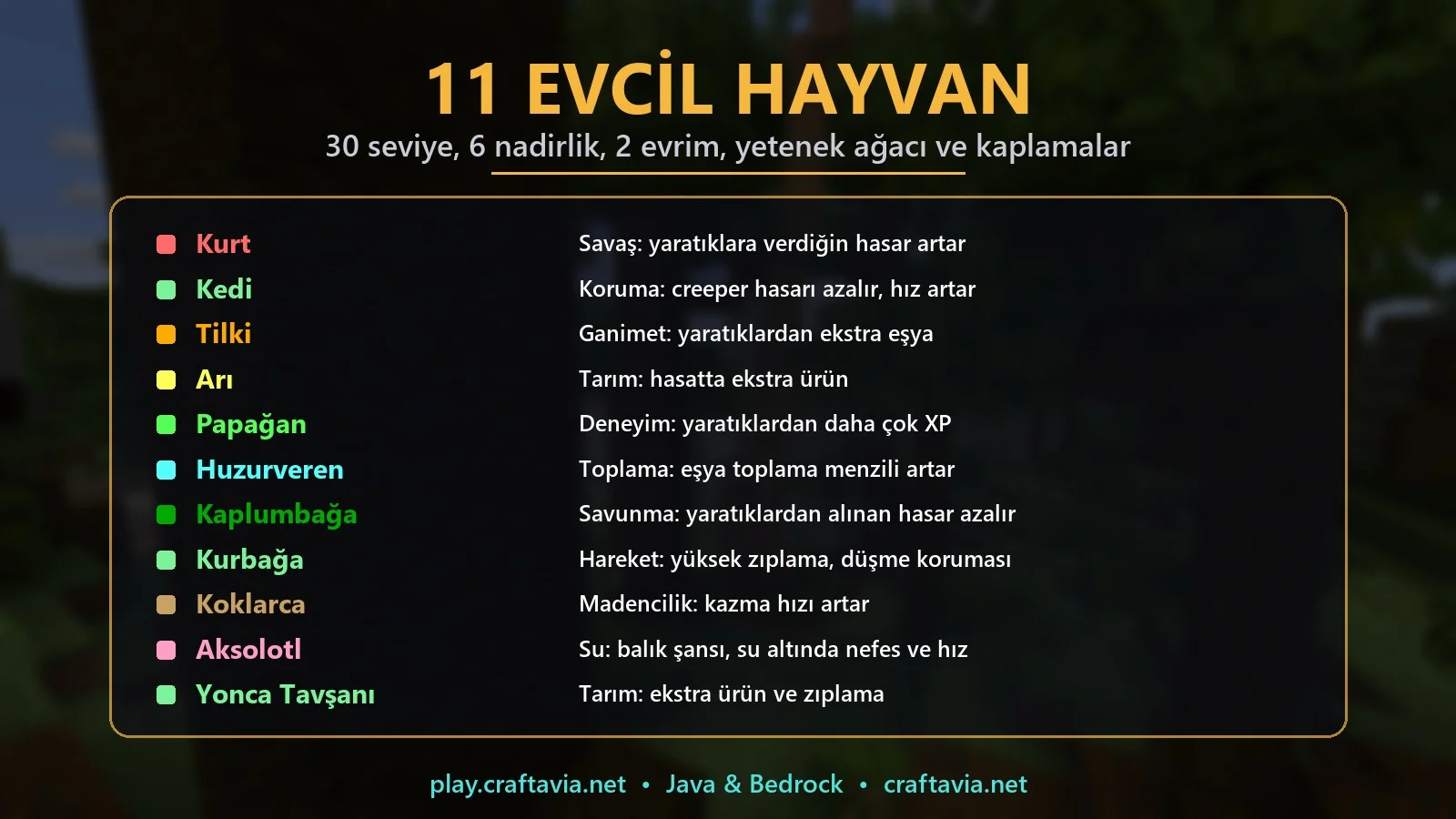 12-petler.webp