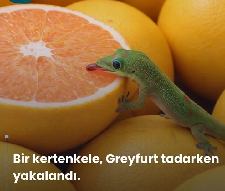 15918.webp