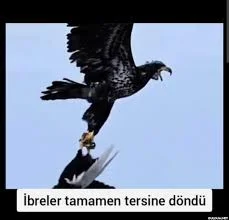 1775674392684.webp