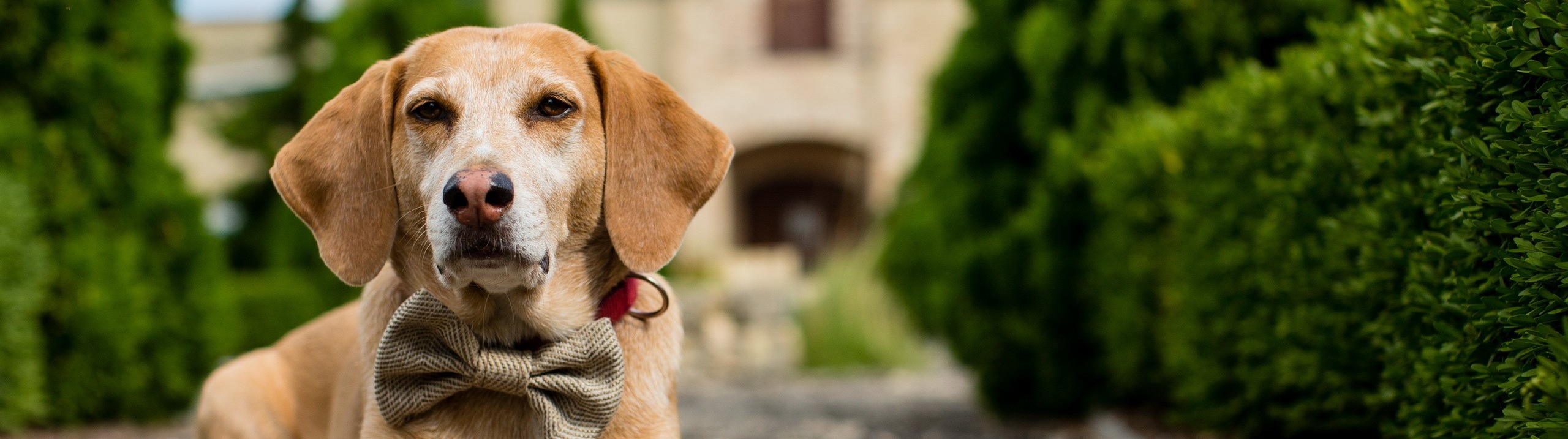 740475-Dogs-Bowknot-Bow-tie.png