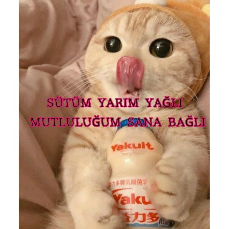 a6e28faece4acef262567e00eabc10c4.webp