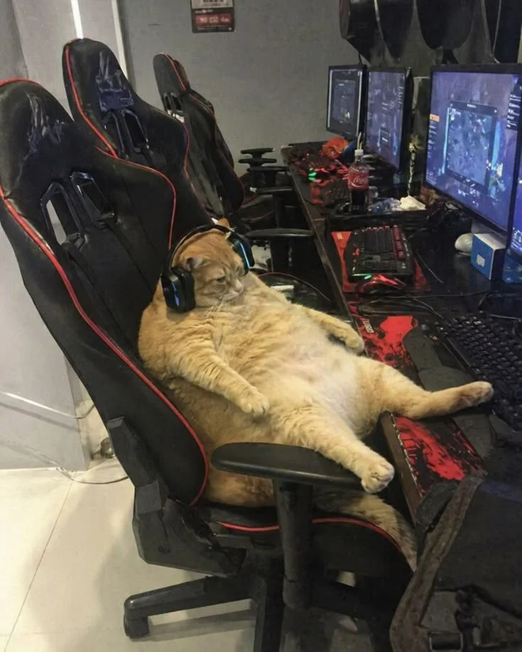 cat.webp