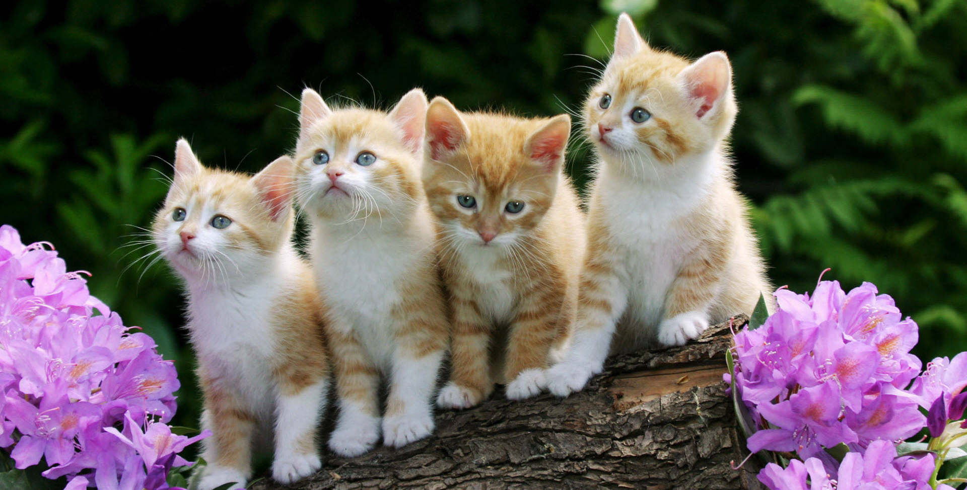 cute-kitty-litter-photo-0dh9jfvj7d3upjmi.png
