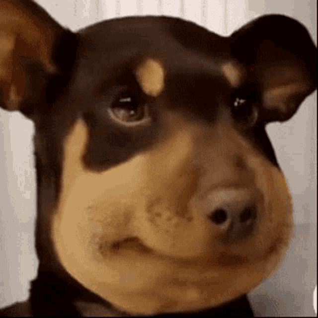 dog-smile.gif