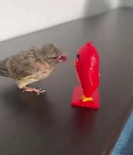 geeked-vs-locked-in-angry-bird-vs-angry-bird-1.webp
