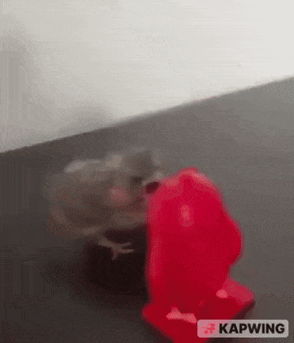 geeked_vs_locked_in_angry_bird_vs_angry_bird_V1.gif