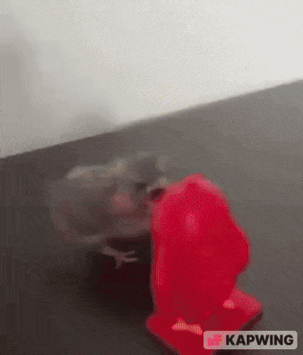 geeked_vs_locked_in_angry_bird_vs_angry_bird_V3.gif