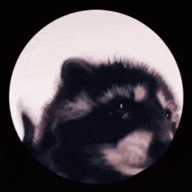 mapache-pedro.gif