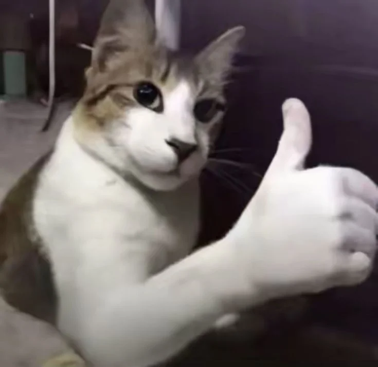 Meme Cat.webp