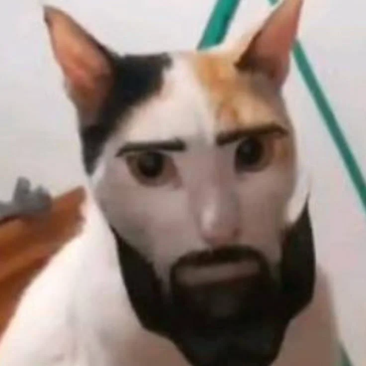 sigma kedi.webp