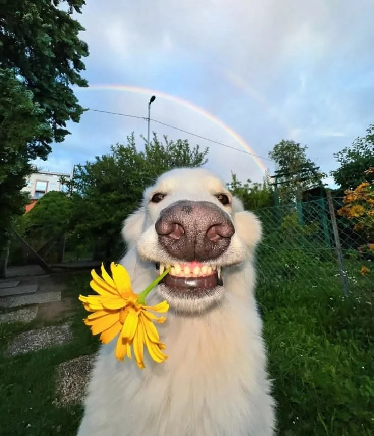 Smiling Dog with Flowers 🌸🐶 _ Cute DP Vibes 😍✨.webp