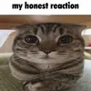 1773534215907.webp