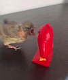 geeked-vs-locked-in-angry-bird-vs-angry-bird-0.gif