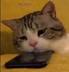 Sad caty.webp