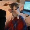 videoframe_706.webp