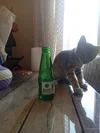 IMG_20260708_120520.webp