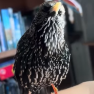ZerloxBey