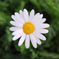 aycin