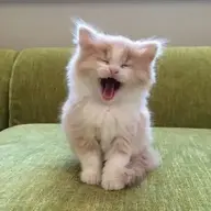Fearlinn