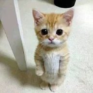 poppy15458258
