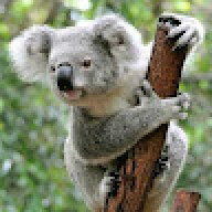NervoKoala