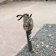 b4rl4s