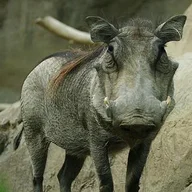 yasinkk1231