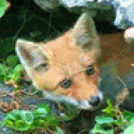 Zowi