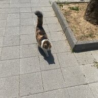 lildmr