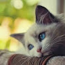 Sefa_cobann65yedek