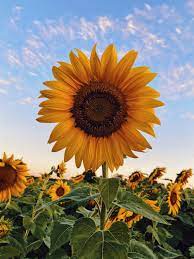 sunflower36002