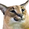 PatikliPenguen