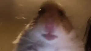 BenLordMert0_