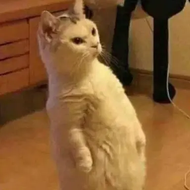 olyi