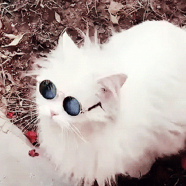 William