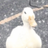 ördek_098