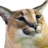 PatikliPenguen