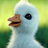 Chick77