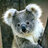 Koala2211